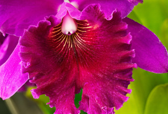 Картинка цветы орхидеи цветок