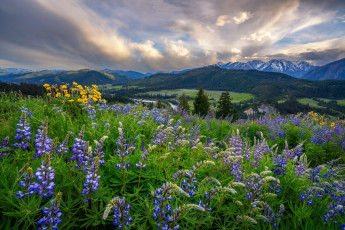 Картинка природа луга пейзаж