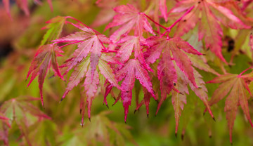 Картинка japanese+maple+leaves природа листья japanese maple leaves