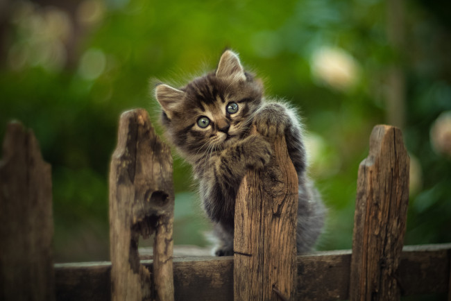 Обои картинки фото животные, коты, кот, кошка