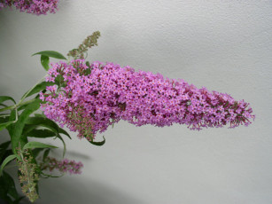 Картинка цветы