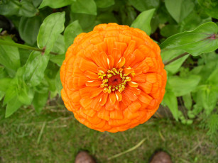 Картинка цветы цинния