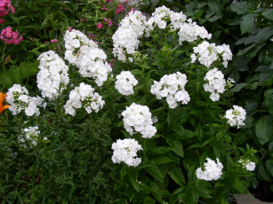 Картинка цветы флоксы