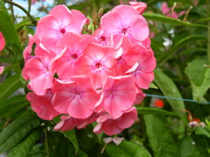 Картинка цветы флоксы