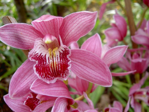 Картинка цветы орхидеи