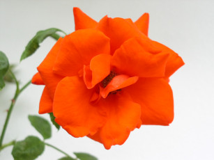 Картинка цветы розы