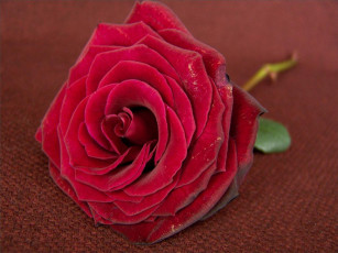 Картинка цветы розы