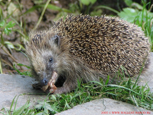 Картинка животные ежи