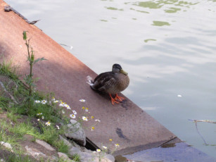 Картинка животные утки