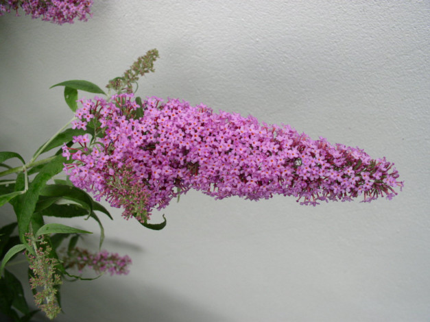 Обои картинки фото цветы