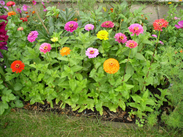 Обои картинки фото цветы, цинния