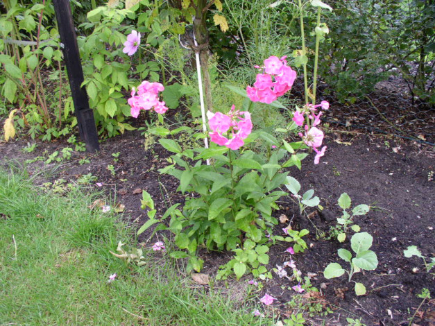 Обои картинки фото цветы, флоксы