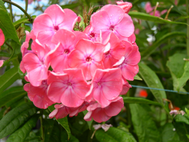 Обои картинки фото цветы, флоксы