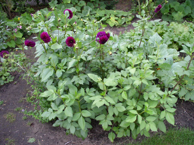 Обои картинки фото цветы, георгины