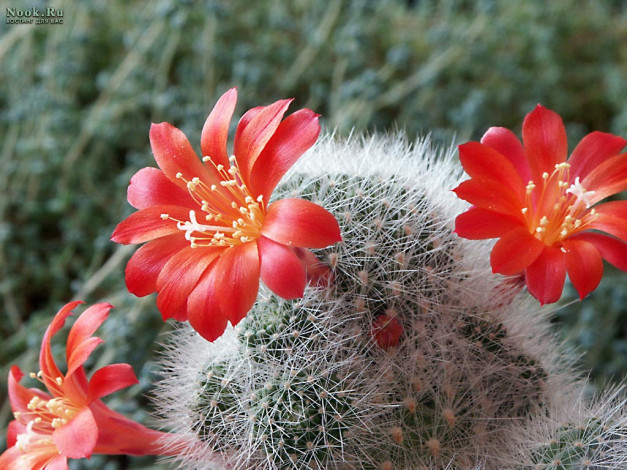 Обои картинки фото цветы, кактусы