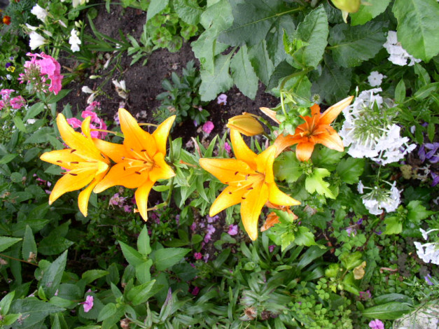 Обои картинки фото цветы, лилии, лилейники