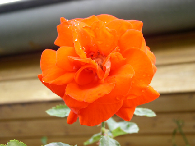 Обои картинки фото цветы, розы