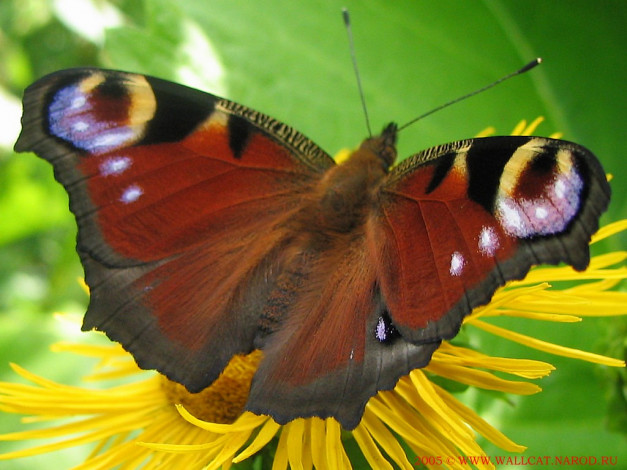 Обои картинки фото животные, бабочки