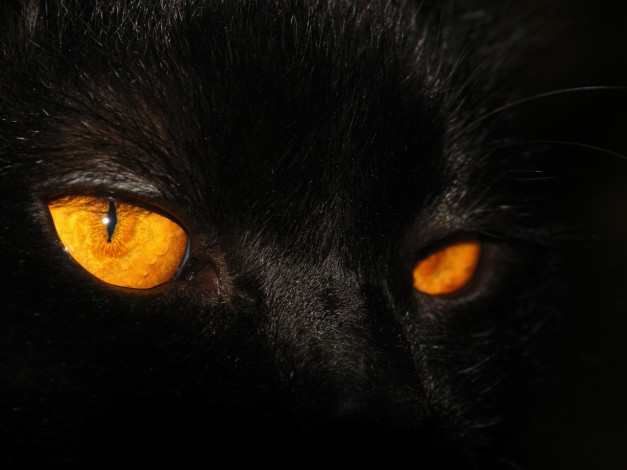 Обои картинки фото животные, коты