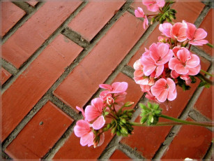 Картинка цветы герань