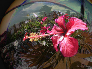 Картинка цветы гибискусы