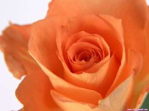 Картинка цветы розы