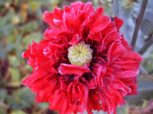 Картинка мак цветы маки