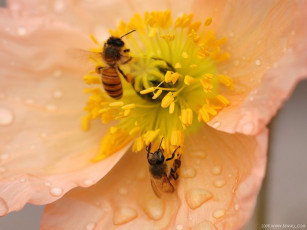 Картинка животные пчелы осы шмели