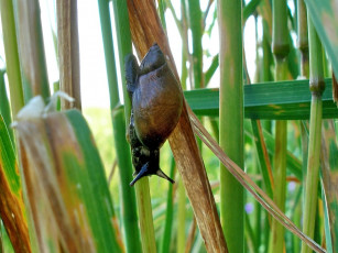 Картинка животные улитки