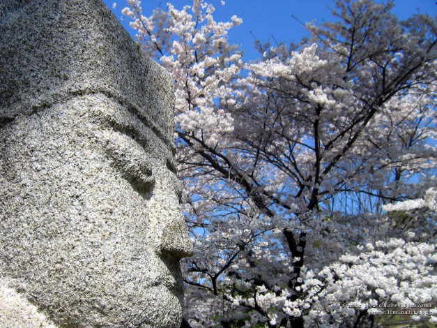 Обои картинки фото 