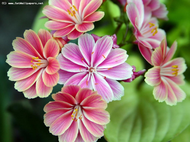 Обои картинки фото цветы, левизия