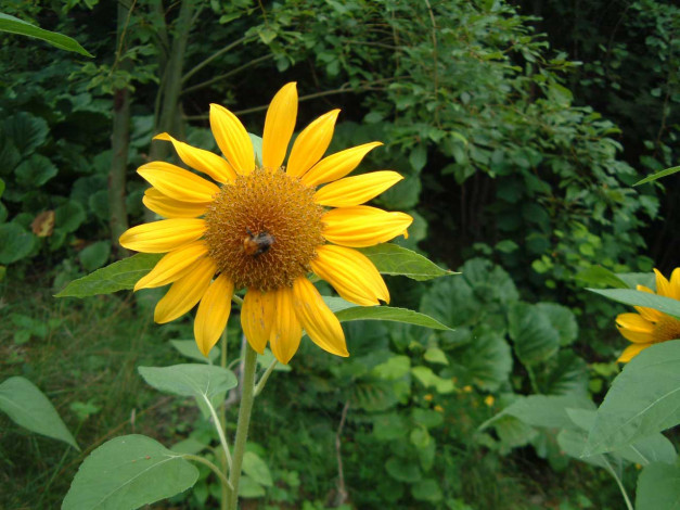 Обои картинки фото цветы, подсолнухи