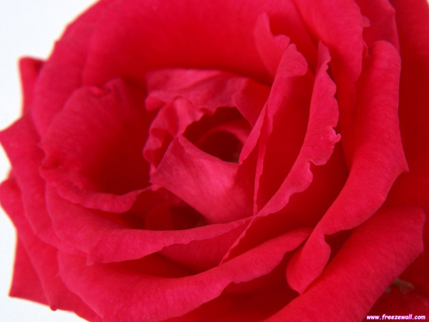 Обои картинки фото цветы, розы