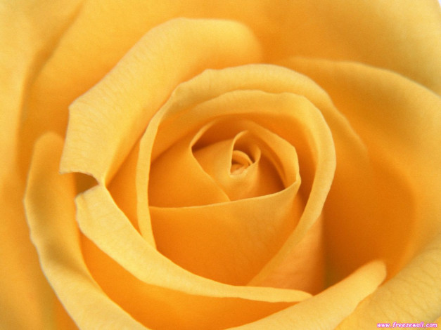 Обои картинки фото цветы, розы