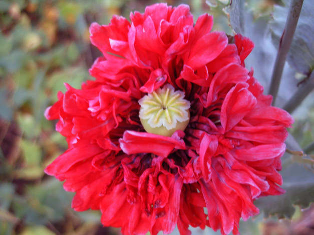 Обои картинки фото мак, цветы, маки