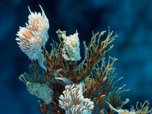 Обои картинки фото животные, морская, фауна