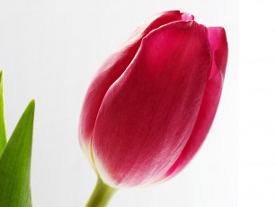 Картинка цветы тюльпаны