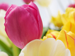 Картинка цветы тюльпаны