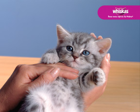 Картинка бренды whiskas