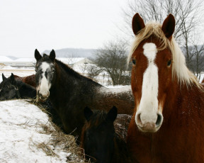Картинка животные лошади