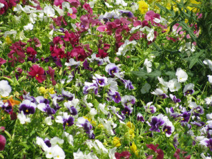 Картинка цветы анютины глазки садовые фиалки