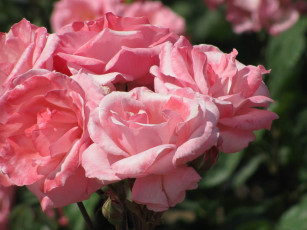 Картинка цветы розы