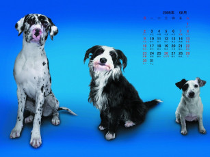 обоя календари, животные