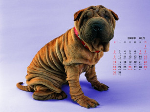 обоя календари, животные