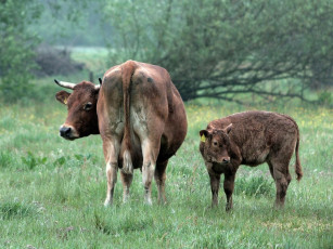 Картинка животные коровы буйволы