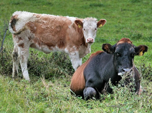 Картинка животные коровы буйволы