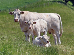 Картинка животные коровы буйволы