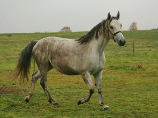 Картинка животные лошади