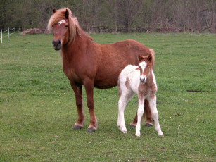 Картинка животные лошади