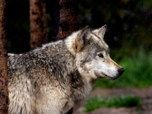 Картинка животные волки